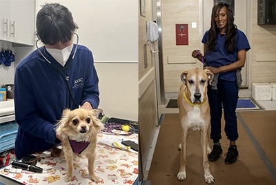 Chihuahua with a veterinarian and a great dane with a veterinary assistant