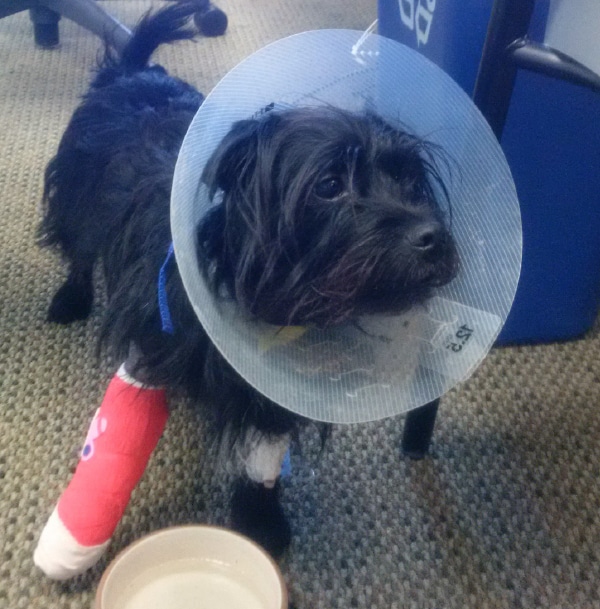 Dog with a bandage while wearing a cone