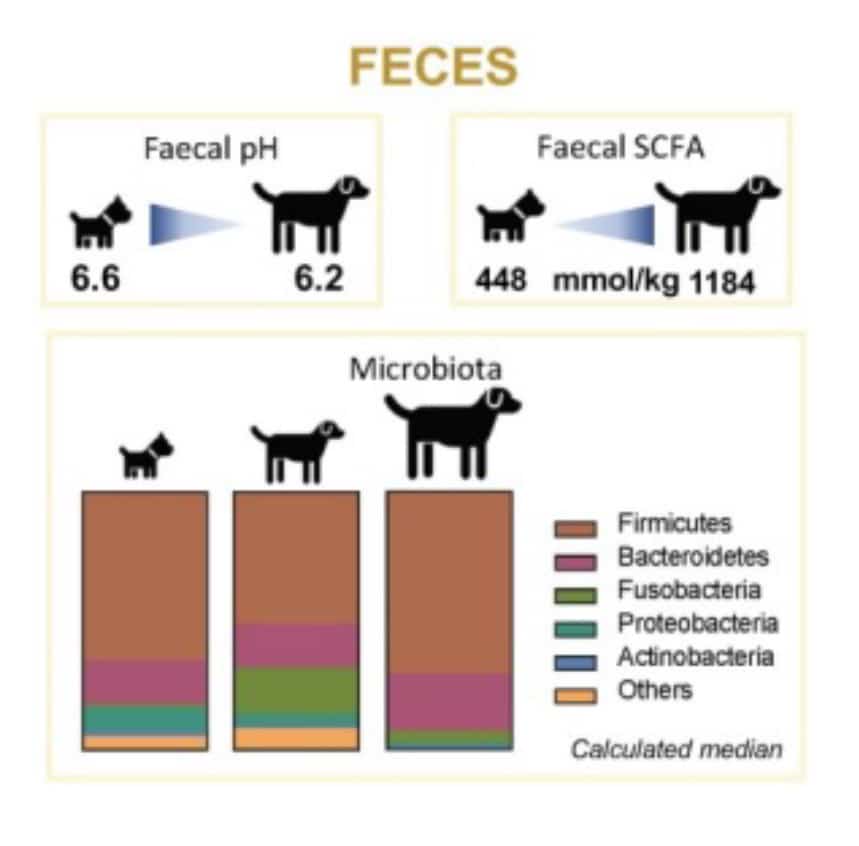 Feces diagram