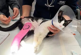 Fish the cat gets a new bandage