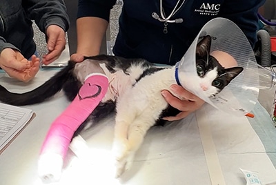 Fish the cat gets a new bandage