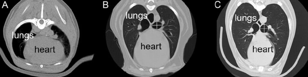 CT scan of the heart and lungs of a Havanese in panel A, a Cockapoo in panel B and a Great Pyrenees in panel C