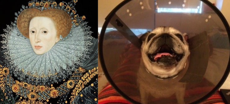 Elizabethan collars as worn by Queen Elizabeth I and a dog