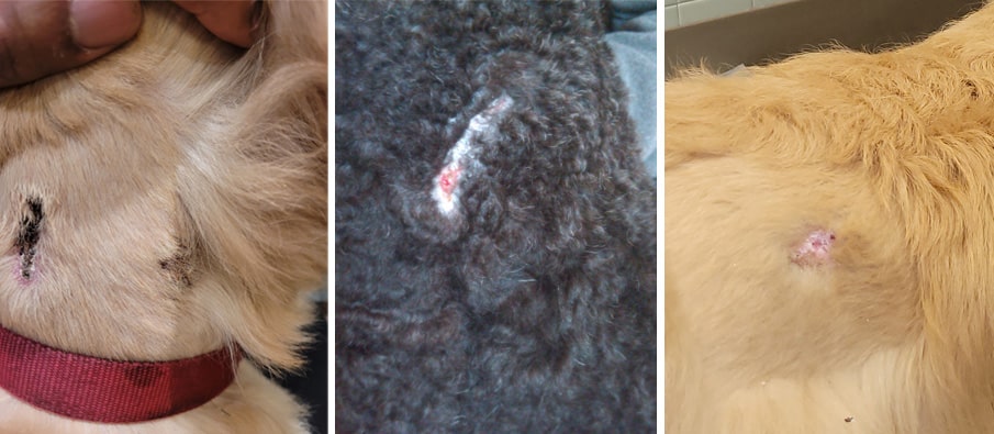 Reopened incisions on three dogs