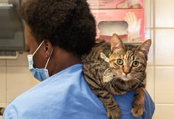 A cat resting on a veterinary assistant's shoulder