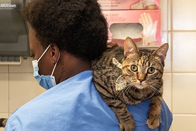 A cat resting on a veterinary assistant's shoulder