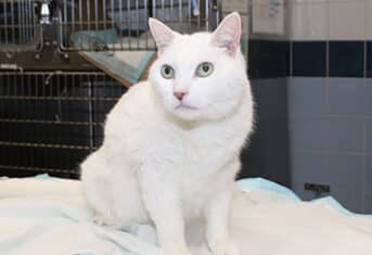 Frances, a mature cat patient at AMC