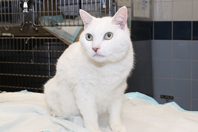 Frances, a mature cat patient at AMC