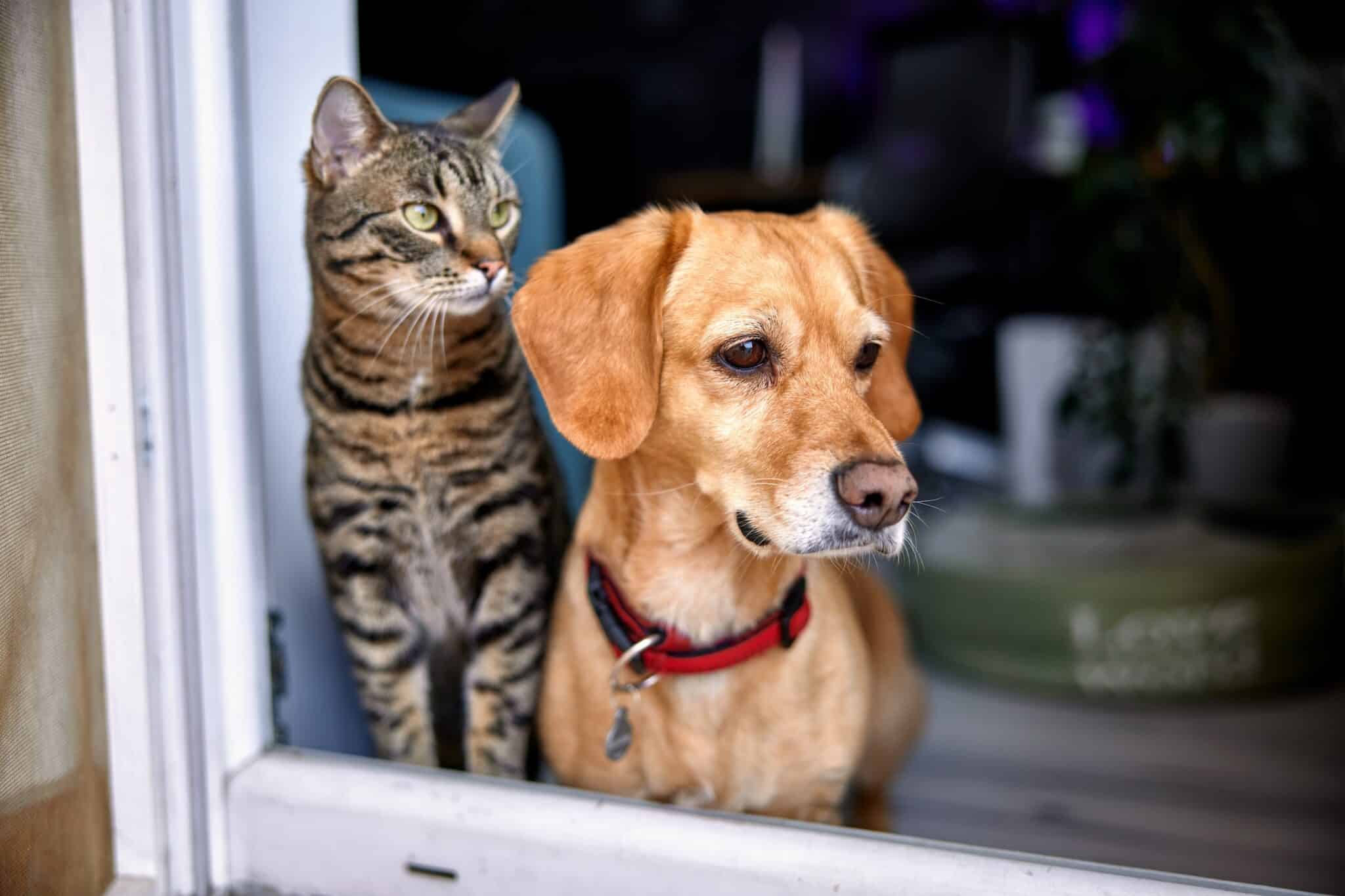 Dog and cat looking out of a window