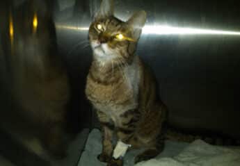 Cat with glowing eyes