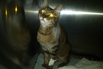 Cat with glowing eyes