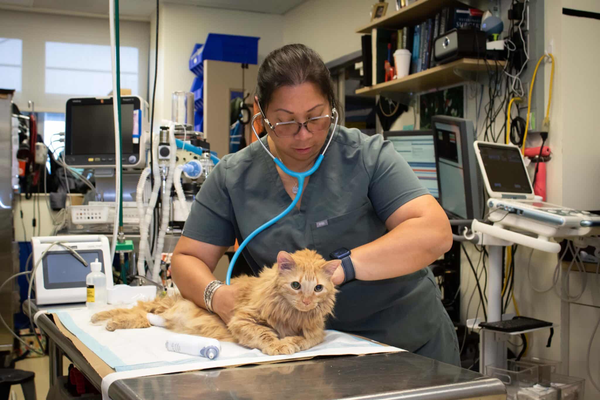 A veterinary technician examines a cat