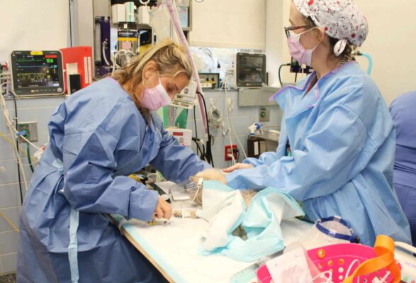 Veterinary technicians administer anesthesia to a dog