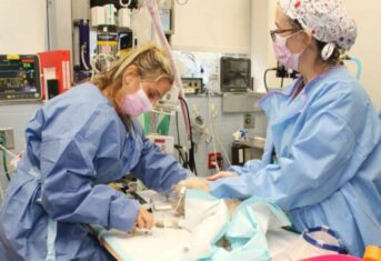 Veterinary technicians administer anesthesia to a dog