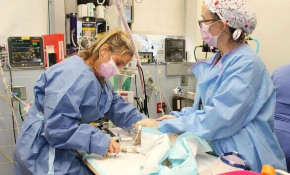 Veterinary technicians administer anesthesia to a dog