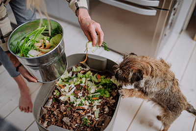 A dog sniffing a compost bin