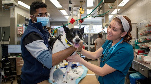 Veterinary professionals examine a dog