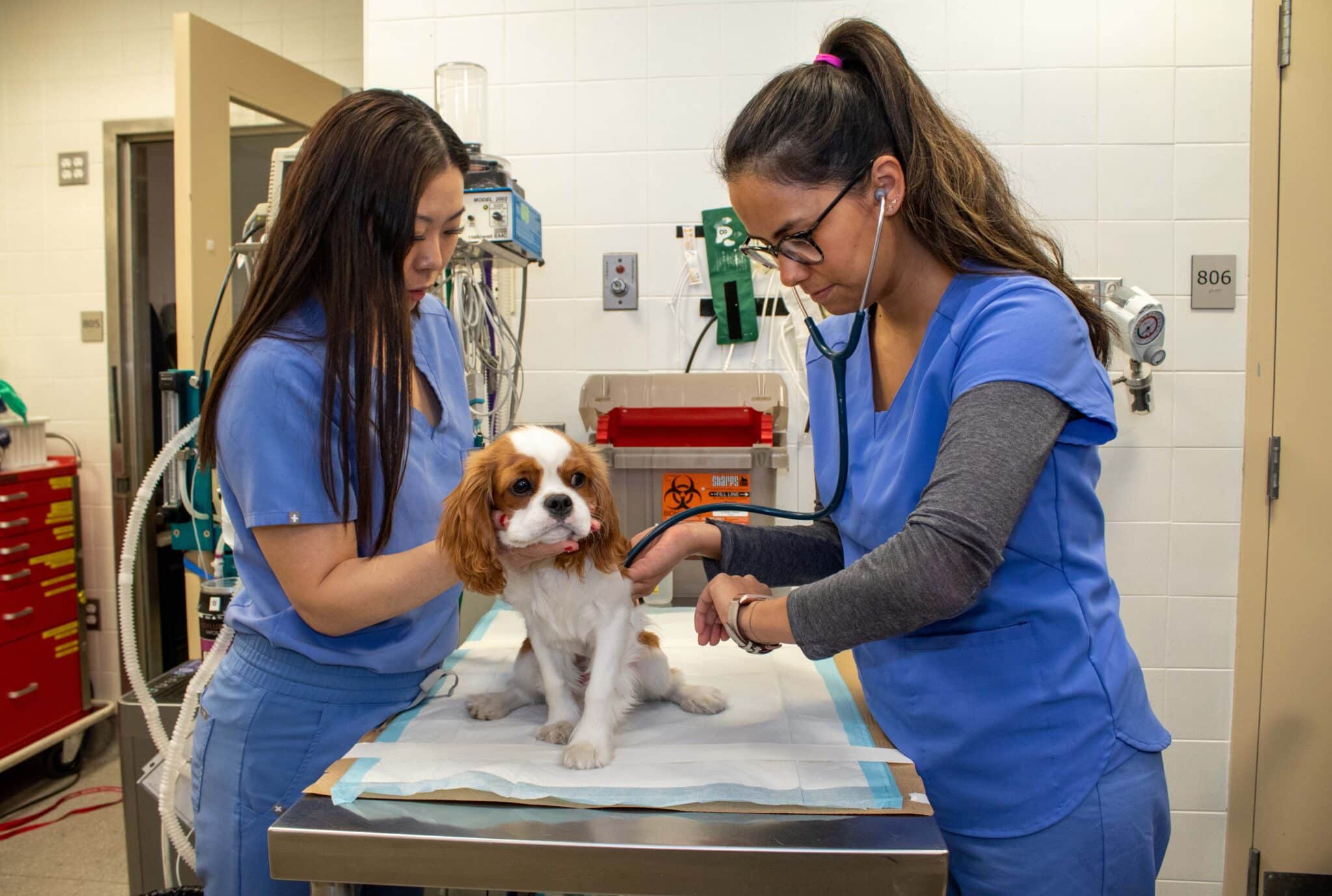 Veterinary technicians examine a dog