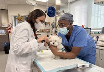 Ann Hohenhaus examines a dog