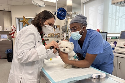 Ann Hohenhaus examines a dog