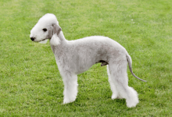 A Bedlington Terrier