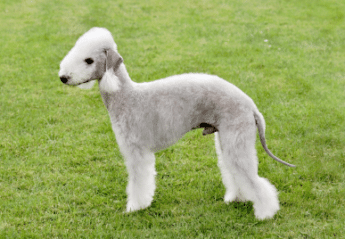 A Bedlington Terrier