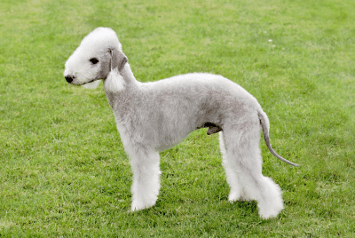 A Bedlington Terrier