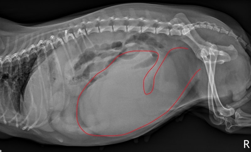 An x-ray of pyometra in a dog