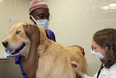 A veterinarian and assistant examine a dog