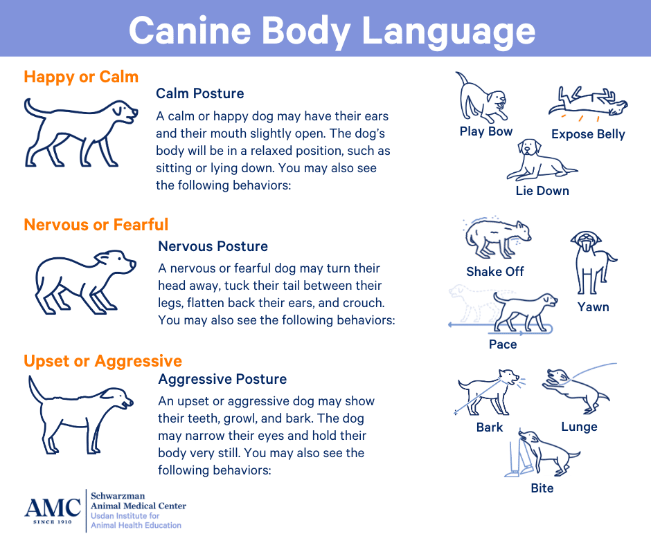 Canine Body Language. Happy or Calm Posture. A calm or happy dog may have their ears and their mouth slightly open. The dog’s body will be in a relaxed position, such as sitting or lying down. You may also see the following behaviors: play bow, expose belly, and lie down. Nervous or Fearful Posture. A nervous or fearful dog may turn their head away, tuck their tail between their legs, flatten back their ears, and crouch. You may also see the following behaviors: shake off, yawn, and pacing. Upset or Aggressive Posture. An upset or aggressive dog may show their teeth, growl, and bark. The dog may narrow their eyes and hold their body very still. You may also see the following behaviors: bark, lunge, and bite.