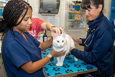 Veterinarians examining a cat