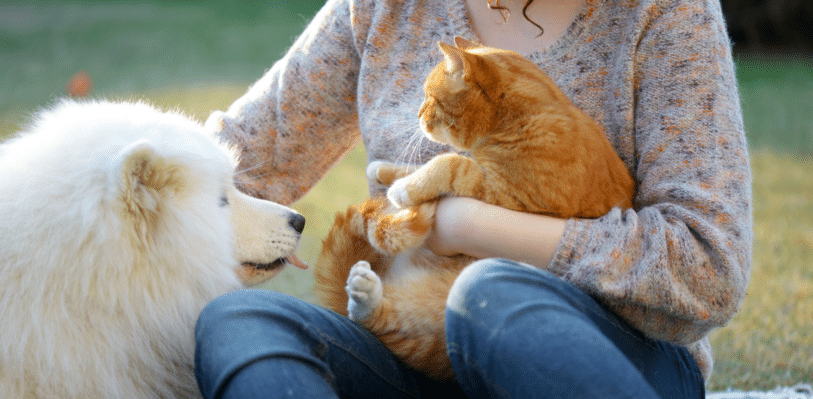 Owner holding their cat and petting their dog while sitting outside.