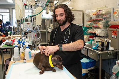 A veterinary professional administers a vaccines