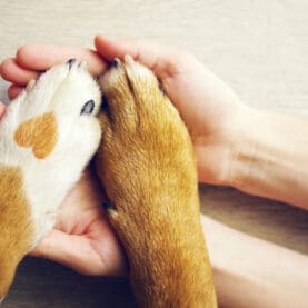 A dog paw with a heart on it