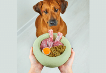 A dog with a bowl of raw food