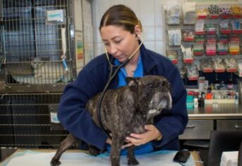 A veterinarian examining a dog