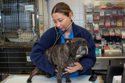 A veterinarian examining a dog