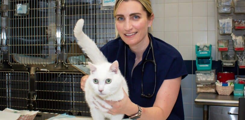 A veterinarian with a cat