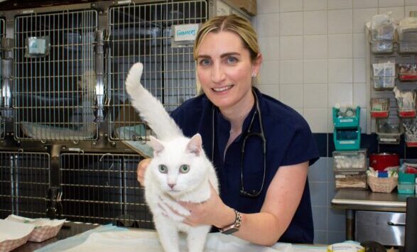 A veterinarian with a cat