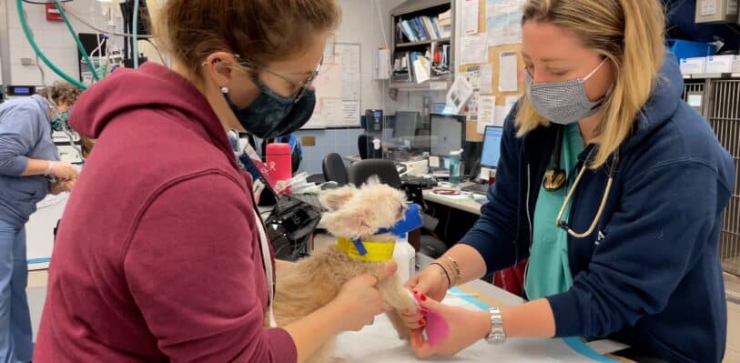 Dr. Carly Fox bandaging a dog