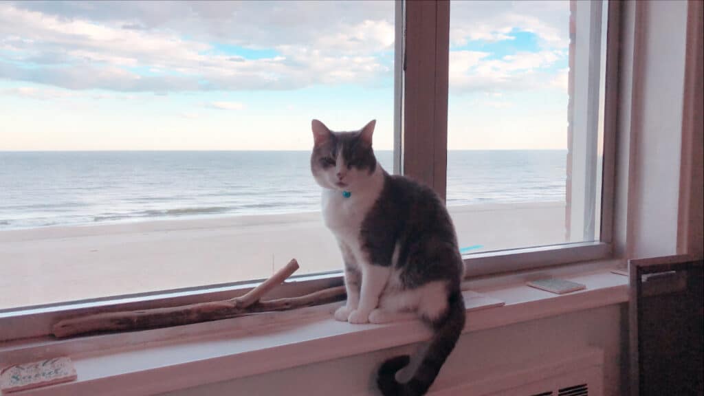 Photos of Jasper