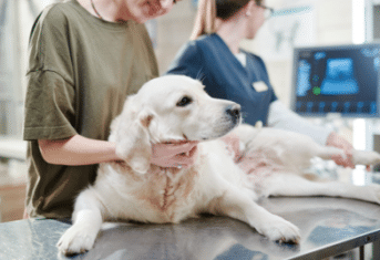 A dog on an exam table