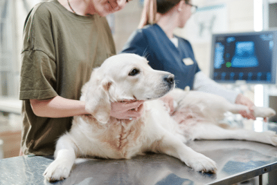 A dog on an exam table