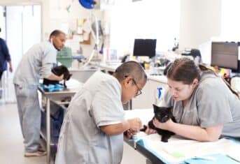 Veterinary Technicians working in AMC's Cancer Institute