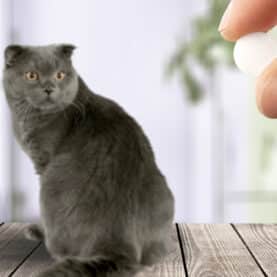 A pill held towards a cat
