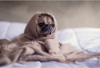 A pug in a blanket