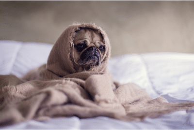A pug in a blanket