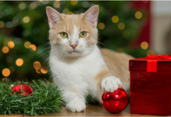 A cat with a Christmas ornament