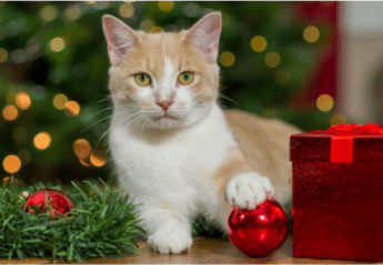 A cat with a Christmas ornament