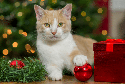 A cat with a Christmas ornament